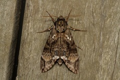 Psilogramma menephron