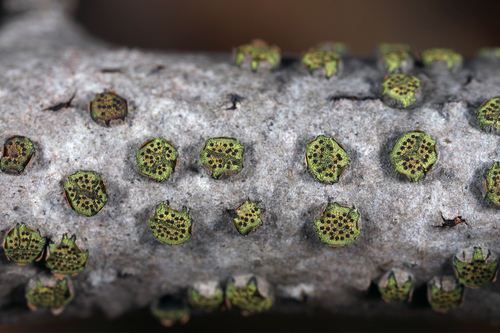 Diatrype virescens (Schwein.) Cooke