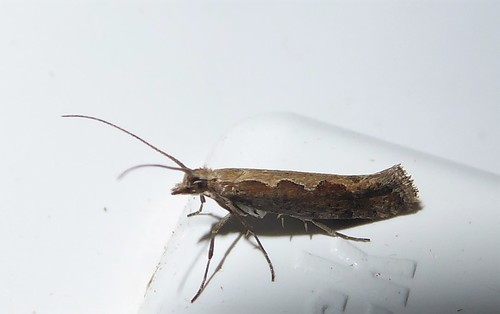 Traça-das-crucíferas (Plutella xylostella)