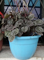 Peperomia caperata