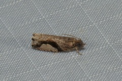 Statherotis pendulata