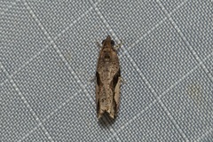 Statherotis pendulata