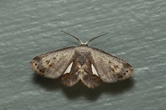 Phazaca decorata