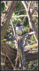 Myiarchus tyrannulus