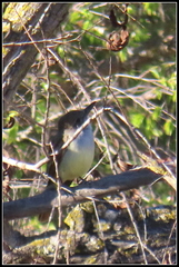 Myiarchus tyrannulus