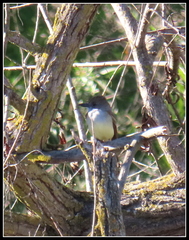 Myiarchus tyrannulus