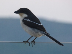 Lanius collaris collaris