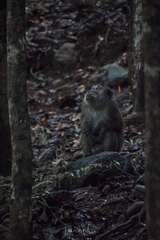 Macaca fascicularis philippensis