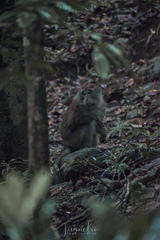 Macaca fascicularis philippensis