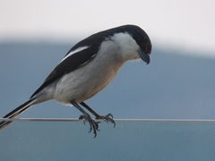 Lanius collaris collaris