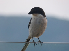 Lanius collaris collaris