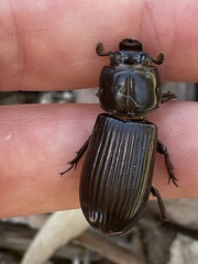 Aulacocyclus edentulus