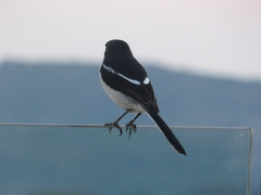 Lanius collaris collaris