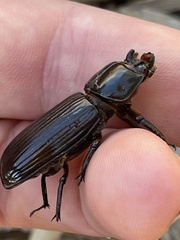 Aulacocyclus edentulus