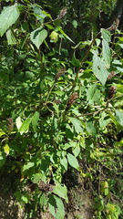 Stachytarpheta acuminata