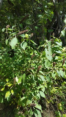 Stachytarpheta acuminata