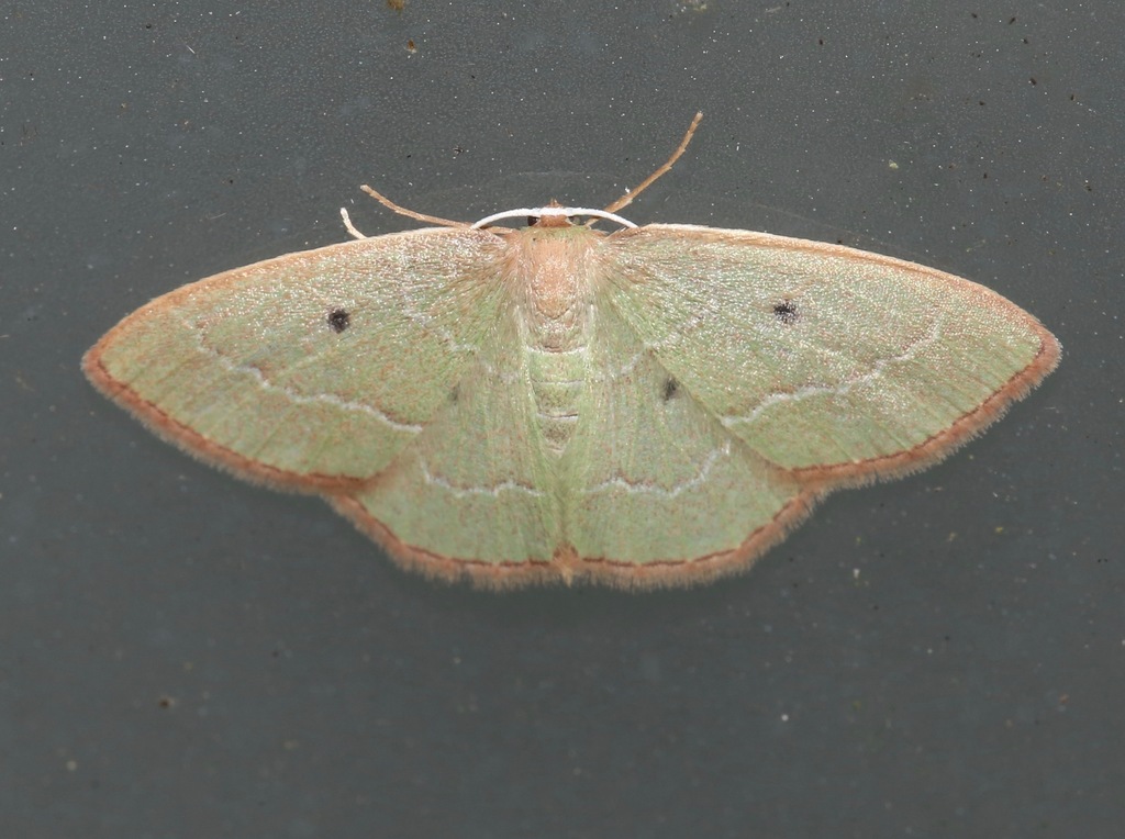 Cypress Emerald