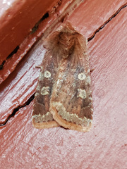 Cerastis tenebrifera