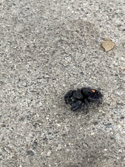 Phidippus audax