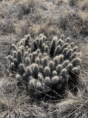 Echinocereus