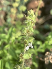 Ocimum americanum americanum