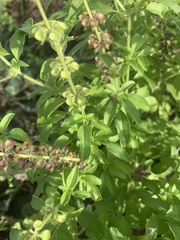 Ocimum americanum americanum