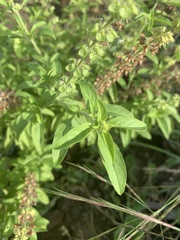 Ocimum americanum americanum
