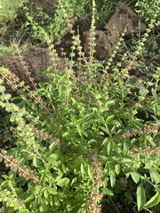Ocimum americanum americanum