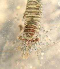 Heptacarpus pugettensis