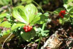 Cornus unalaschkensis