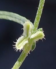 Pectocarya anisocarpa
