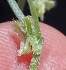 Pectocarya anisocarpa