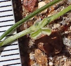 Pectocarya anisocarpa