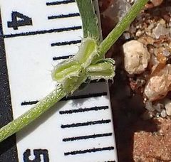 Pectocarya anisocarpa