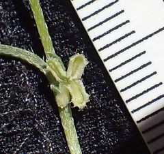 Pectocarya anisocarpa