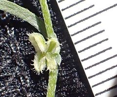 Pectocarya anisocarpa