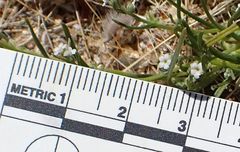 Pectocarya anisocarpa