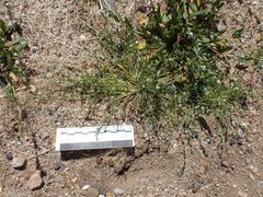 Pectocarya anisocarpa