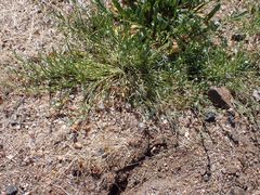 Pectocarya anisocarpa