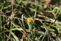 Trifolium aureum