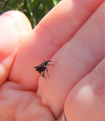 Scolopterus penicillatus