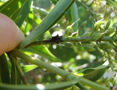 Scolopterus penicillatus