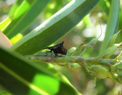 Scolopterus penicillatus