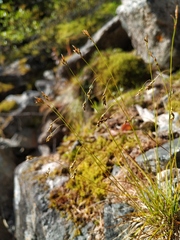 Carex capillaris