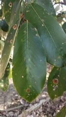 Bridelia retusa