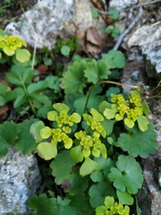 Chrysosplenium serreanum