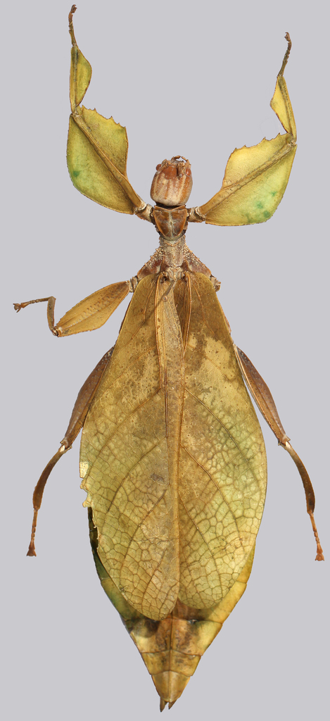 Cryptophyllium daparo