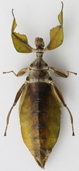 Cryptophyllium daparo