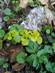 Chrysosplenium serreanum