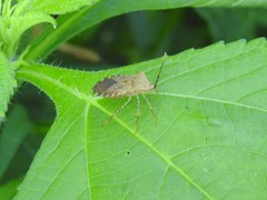 Anasa repetita